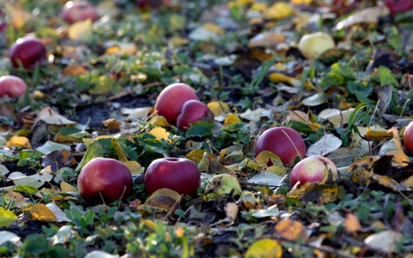 Безотходное производство: куда девать опавшие яблоки Безотходное производство: куда девать опавшие яблоки