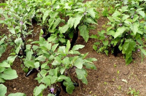 Открытый грунт или теплица: где предпочитают выращивать баклажаны опытные огородники Открытый грунт или теплица: где предпочитают выращивать баклажаны опытные огородники