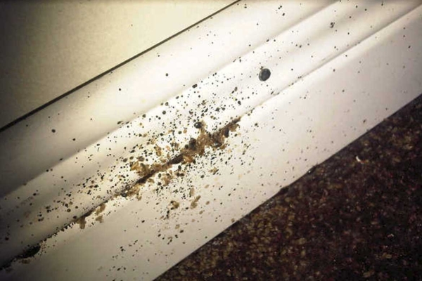 По каким признакам можно понять, что у вас завелись клопы в постели или другие вредители