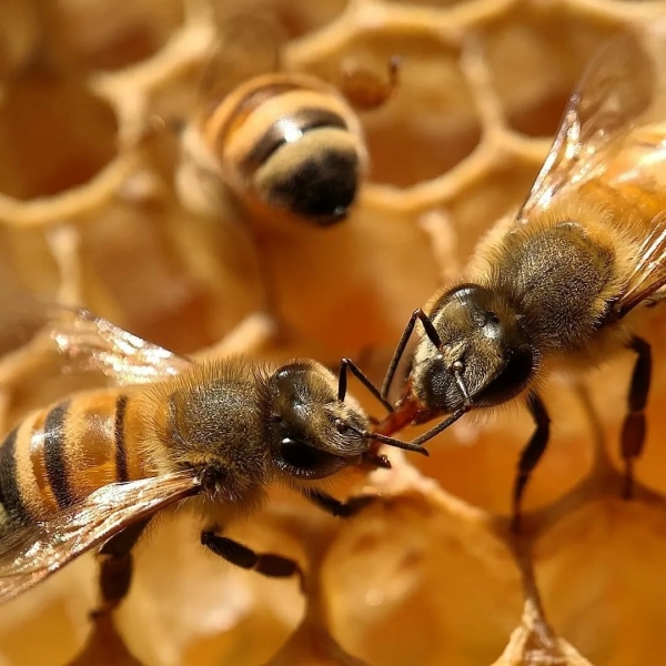 Зачем пчелы делают мед, если они его не едят — миф развенчали пчеловоды