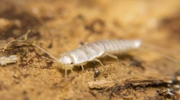 12 способов избавиться от мокриц в доме и квартире 12 способов избавиться от мокриц в доме и квартире