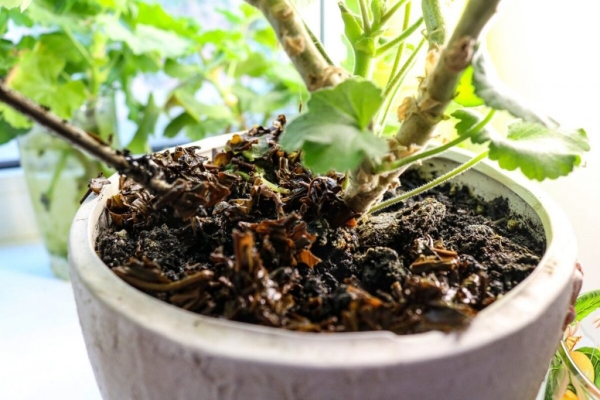 Как устранить неприятные запахи и зачем класть чайные пакетики в холодильник