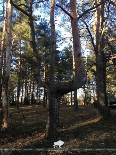 Дерево-трезубец обнаружили в Беловежской пуще