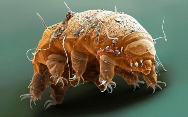 Чудо чудное, диво дивное