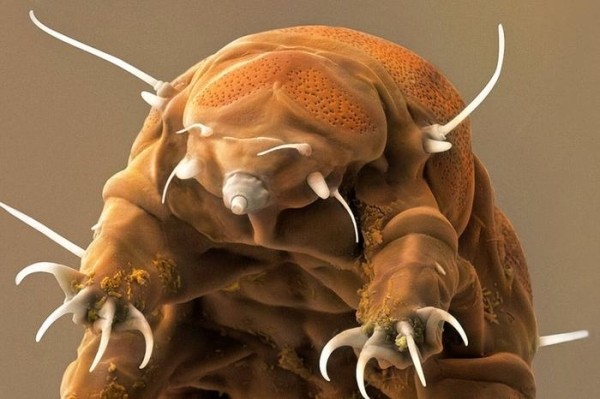 Чудо чудное, диво дивное