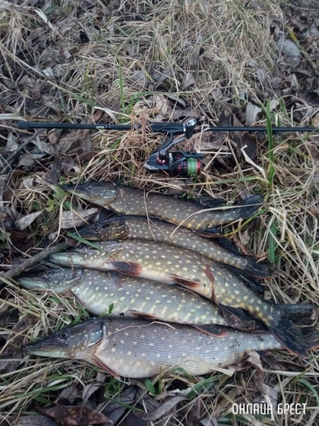 Зимний улов жителя Бреста
Зимний улов жителя Бреста