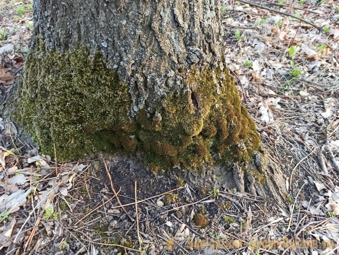 Как сделать террариум в лампочке Как сделать террариум в лампочке
