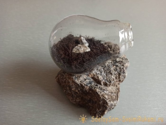 Как сделать террариум в лампочке Как сделать террариум в лампочке