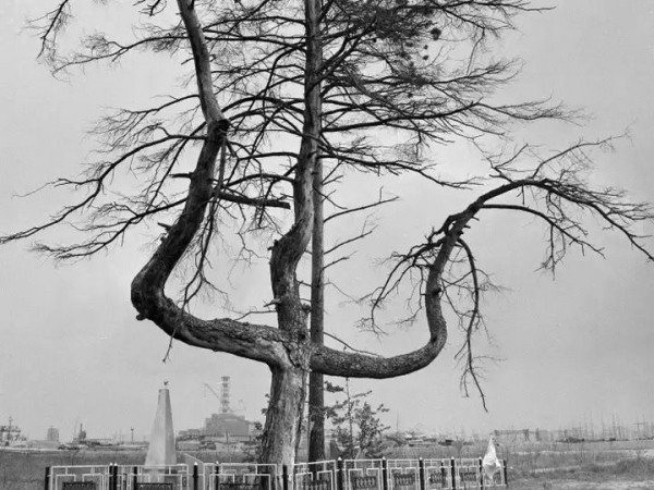 Дерево-трезубец обнаружили в Беловежской пуще
