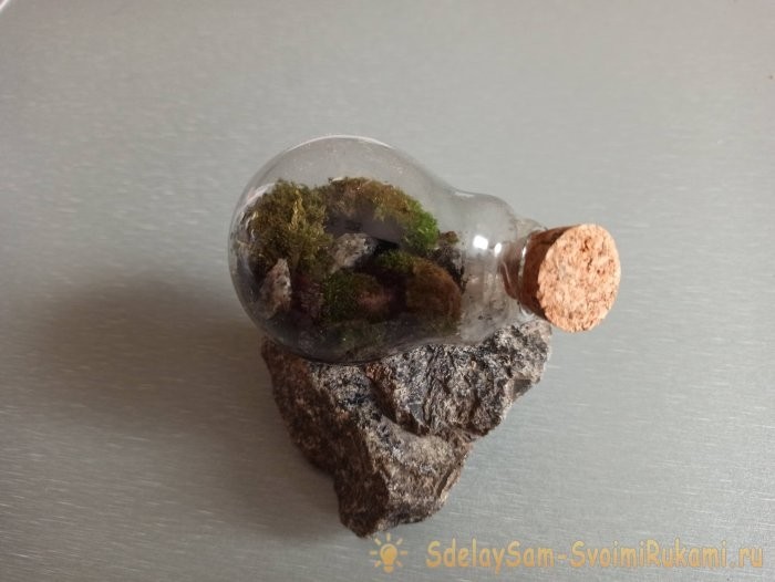 Как сделать террариум в лампочке Как сделать террариум в лампочке