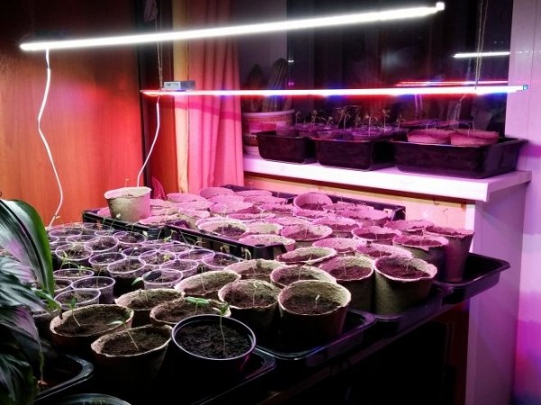 Подсветка для рассады, которой можно заменить фитолампы