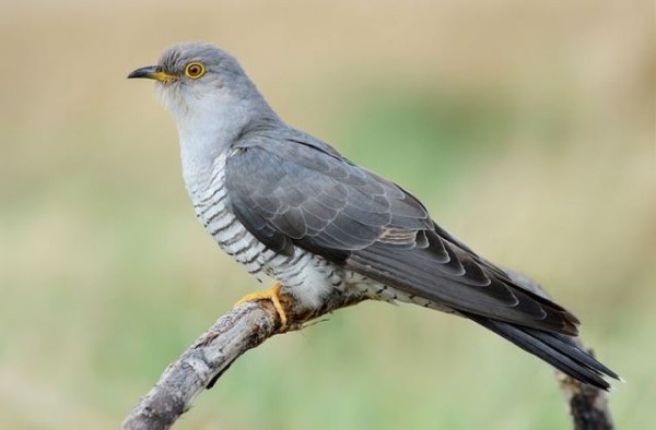 Почему кукушка подкладывает свои яйца другим птицам и не кормит своих птенцов