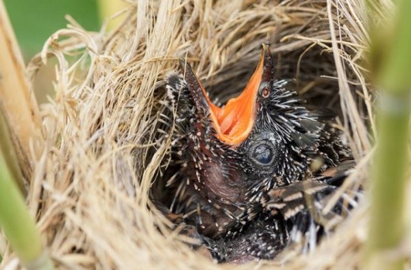 Почему кукушка подкладывает свои яйца другим птицам и не кормит своих птенцов