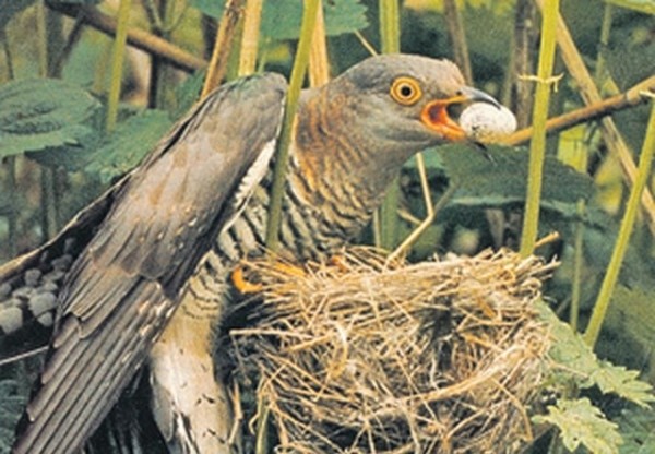 Почему кукушка подкладывает свои яйца другим птицам и не кормит своих птенцов