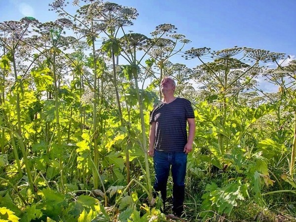 Борщевик может стать основой импортозамещения Борщевик может стать основой импортозамещения