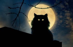 Полнолуние и одичавшие животные: какое влияние оказывает луна, и кто такие оборотни