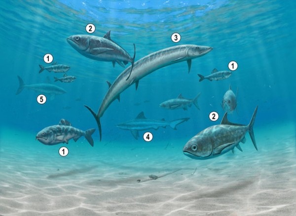 Под Саратовом нашли древнюю североамериканскую саблезубую рыбу