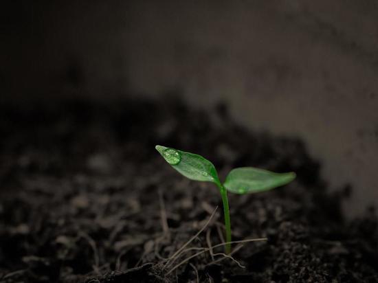 Ученые придумали, как очищать почву от ядов с помощью горчицы