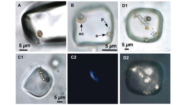 Жизнь миллионы и миллиарды лет назад: находки древних существ геологами
