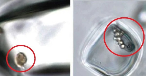 Жизнь миллионы и миллиарды лет назад: находки древних существ геологами