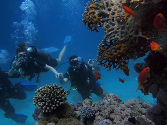 Новое исследование прогнозирует массовое вымирание морских обитателей