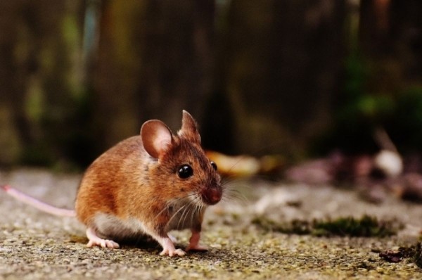 Как навсегда избавиться от мышей в доме: результативные способы, натуральные средства и мышеловки Как навсегда избавиться от мышей в доме: результативные способы, натуральные средства и мышеловки