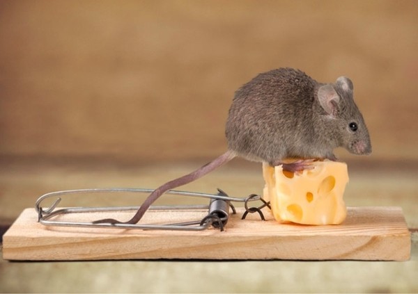 Как навсегда избавиться от мышей в доме: результативные способы, натуральные средства и мышеловки Как навсегда избавиться от мышей в доме: результативные способы, натуральные средства и мышеловки
