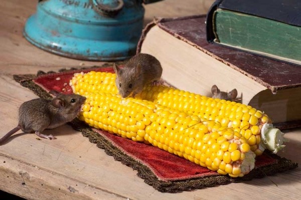 Как навсегда избавиться от мышей в доме: результативные способы, натуральные средства и мышеловки Как навсегда избавиться от мышей в доме: результативные способы, натуральные средства и мышеловки