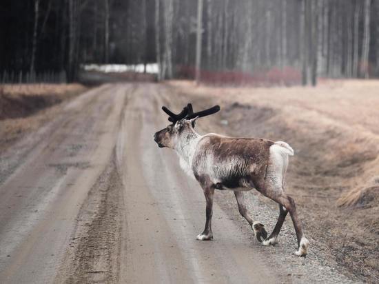 Надои коров резко выросли благодаря оленям