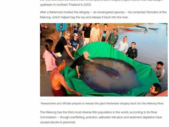 Поймана самая большая пресноводная рыба в мире