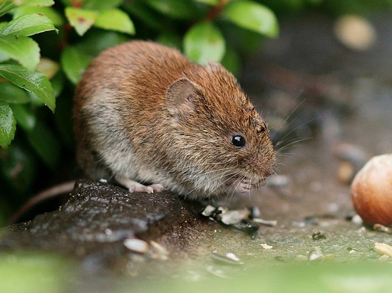 В Швеции обнаружили новый коронавирус Гримсо у рыжих полевок