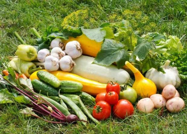 Почему вилки капусты растрескиваются, как сохранить их плотность: лунный календарь на июль, август и сентябрь 2022 года