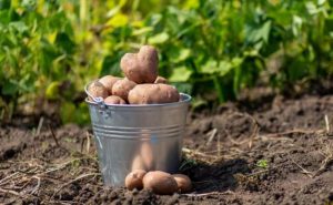 Когда лучше копать картошку: самые благоприятные дни по лунному календарю на август и сентябрь 2022 года Когда лучше копать картошку: самые благоприятные дни по лунному календарю на август и сентябрь 2022 года