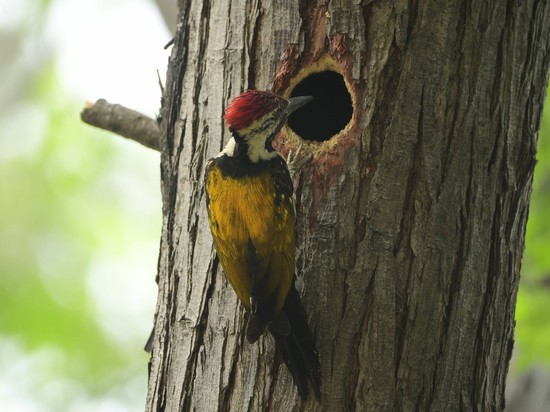 Ученые узнали, почему дятлы долбят дерево без травм для головы