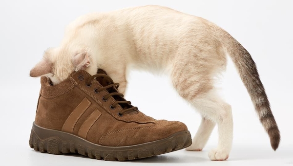 Действенные народные средства, которые помогут убрать неприятный запах из комнатных тапочек в домашних условиях Действенные народные средства, которые помогут убрать неприятный запах из комнатных тапочек в домашних условиях