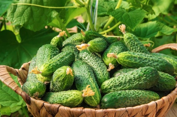 Хрустящие и свежие: как сохранить огурцы на протяжении 2 месяцев Хрустящие и свежие: как сохранить огурцы на протяжении 2 месяцев