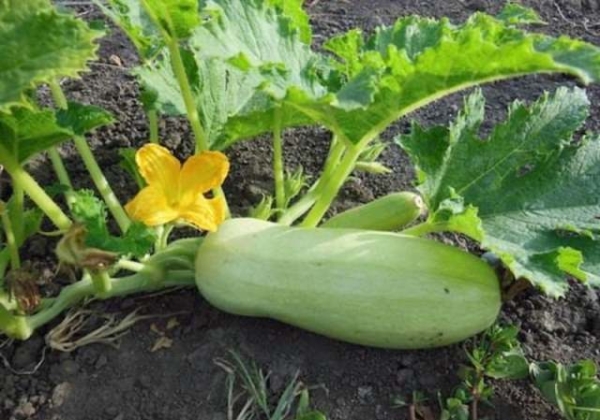 Запасаемся на зиму ценным продуктом: как сохранить кабачки до весны