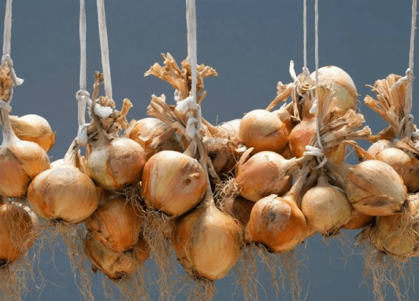 Рекомендации для хозяек: как правильно хранить лук в квартире