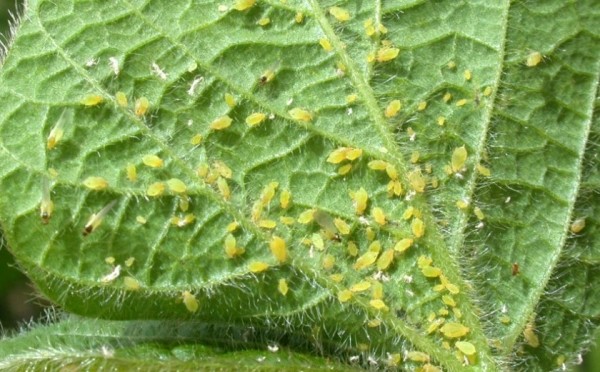 Обрабатываем огород в сентябре и избавляемся от тли навсегда