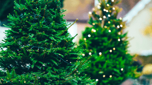 Новогодняя ель и сосна смогут сохранить свежесть надолго, если добавить аспирин Новогодняя ель и сосна смогут сохранить свежесть надолго, если добавить аспирин