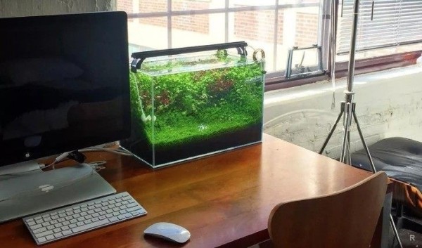 Какие вещи нужно держать в доме, согласно фэншуй, чтобы привлечь изобилие Какие вещи нужно держать в доме, согласно фэншуй, чтобы привлечь изобилие