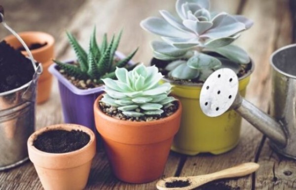 Как правильно ухаживать за комнатными суккулентами Как правильно ухаживать за комнатными суккулентами