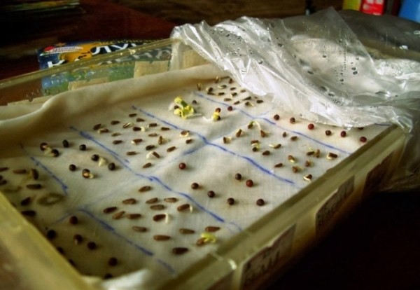 Как увеличить всхожесть семян, используя проверенные способы Как увеличить всхожесть семян, используя проверенные способы