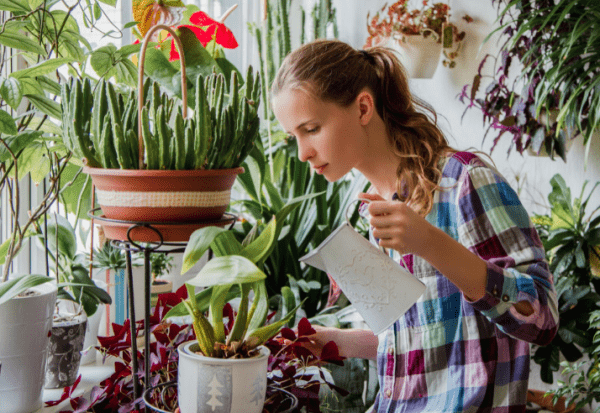 Зачем нужно поить розы водкой, и как продлить жизнь букету цветов Зачем нужно поить розы водкой, и как продлить жизнь букету цветов