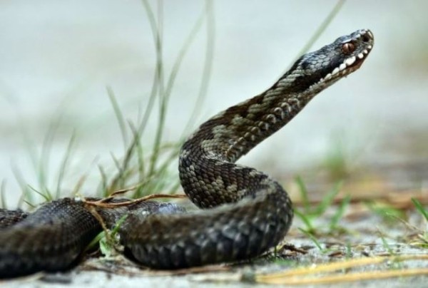 Можно ли отличить ядовитую змею от неядовитой и как от нее защититься Можно ли отличить ядовитую змею от неядовитой и как от нее защититься