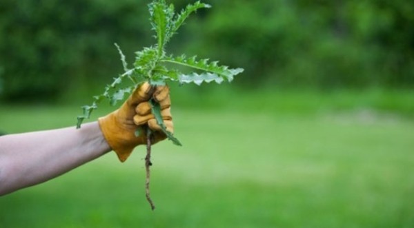 Как избавиться от сорняков в саду: наиболее эффективные методы Как избавиться от сорняков в саду: наиболее эффективные методы