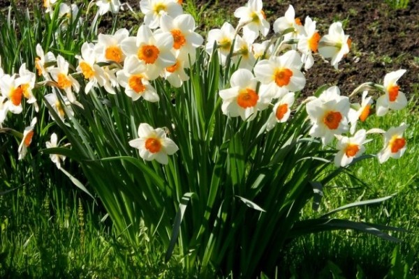 Как сохранить луковицы нарциссов и обеспечить за ними правильный уход после цветения Как сохранить луковицы нарциссов и обеспечить за ними правильный уход после цветения