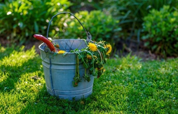 Почему одуванчики считаются вредным растением и как от них избавиться на участке Почему одуванчики считаются вредным растением и как от них избавиться на участке