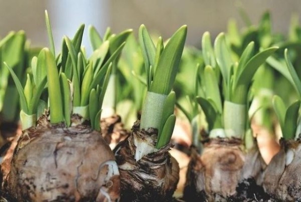 Как сохранить луковицы нарциссов и обеспечить за ними правильный уход после цветения Как сохранить луковицы нарциссов и обеспечить за ними правильный уход после цветения