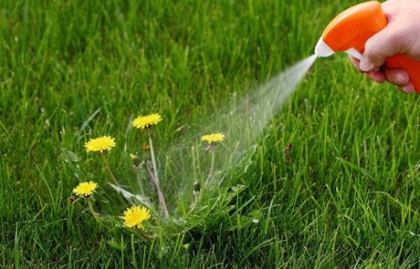 Почему одуванчики считаются вредным растением и как от них избавиться на участке Почему одуванчики считаются вредным растением и как от них избавиться на участке